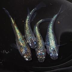 🐟️コバルトアンバー🐟️　２ペア❗️キレイです✨️ №23の画像