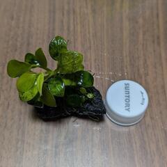 アヌビアスナナ・プチ（溶岩石付き）