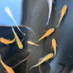 MIXメダカ　若魚〜成魚　赤系多め　10匹　500円の画像