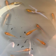 MIXメダカ　若魚〜成魚　赤系多め　10匹　500円の画像