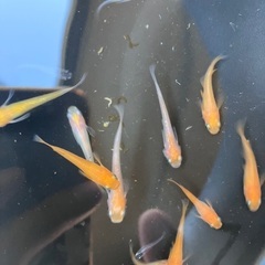 MIXメダカ　若魚〜成魚　赤系多め　10匹　500円