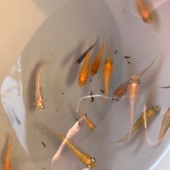 MIXメダカ　若魚〜成魚　赤系多め　10匹　500円の画像