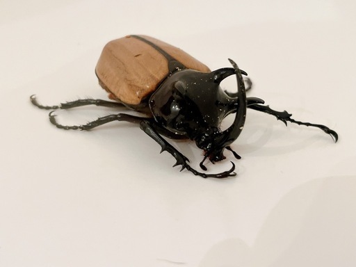 ゴホンヅノカブト　オス単