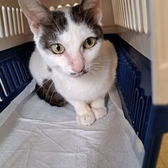 母猫