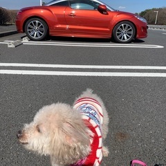 プジョーrcz 千葉県北西部　同好会