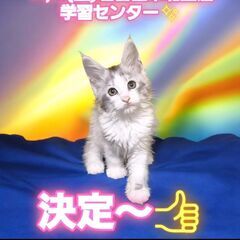 11/2(土)譲渡会。生後2ヵ月メインクーン♀(⋈◍＞◡＜◍)。✧♡