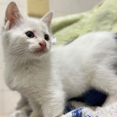白猫！？お母さんと、はぐれてしまった子猫の男の子の里親様募集です。