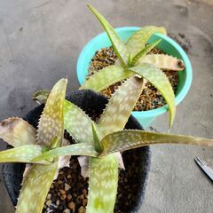 アロエサポナリア 3株　他余剰株多数
