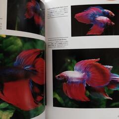 【ハマる１冊☆】熱帯魚 ベタの本の画像