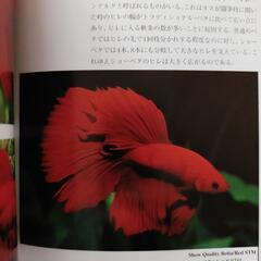【ハマる１冊☆】熱帯魚 ベタの本の画像