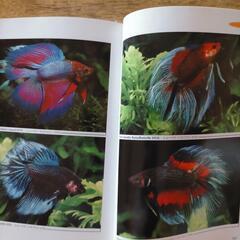 【ハマる１冊☆】熱帯魚 ベタの本の画像