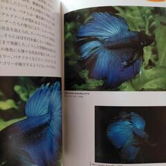 【ハマる１冊☆】熱帯魚 ベタの本の画像