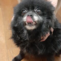 🎀里親様決定🐶美里ちゃん😊
