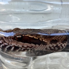 スネークの画像