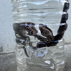 スネークの画像