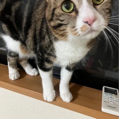 里親募集