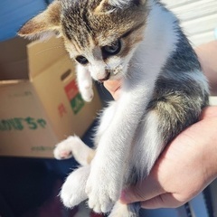 キジシロ仔猫男の子