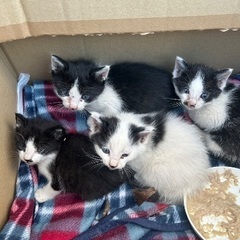 至急！ハチワレ子猫