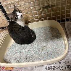 お願いします。なんとか里親様を見つけてあげたいです。 - 南国市