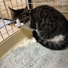 お願いします。なんとか里親様を見つけてあげたいです。 - 猫