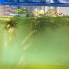 🐟ミックスメダカ（残り少ない稚魚）