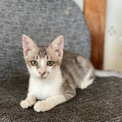 とても小さい男の子です里親さん決まりました