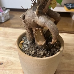 ガジュマルの画像