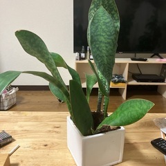 サンスベリアの画像