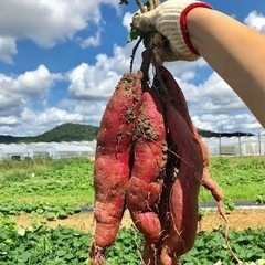 芋掘り体験　５００円　農業体験　収穫体験　さつまいも　焼き芋　