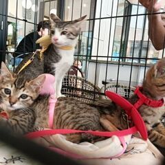 譲渡会参加　サバ白くん - 猫