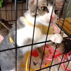 譲渡会参加　サバ白くん − 長崎県