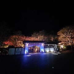 伊豆紅葉鑑賞ドライブ