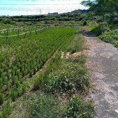 藁　天日干し　(2024)の画像