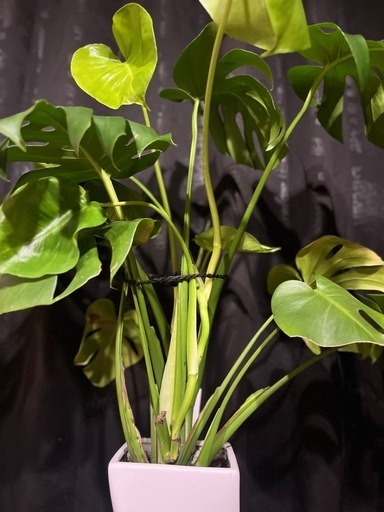 観葉植物 モンステラ