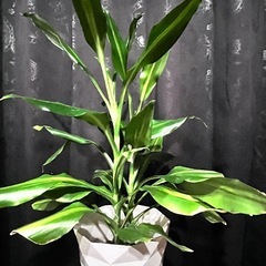 観葉植物 ドラセナジェレ 