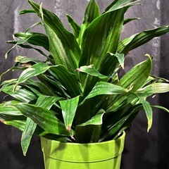 観葉植物 ドラセナコンパクタ ドラセナ