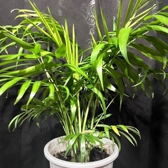 観葉植物 テーブルヤシ