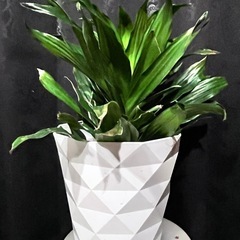 ドラセナコンパクタ 観葉植物 の画像