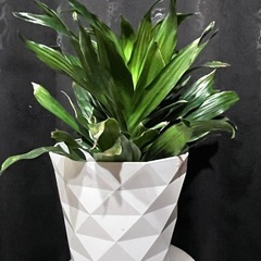 ドラセナコンパクタ 観葉植物 