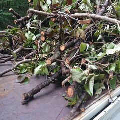 第2便　伐採した木の枝　　広葉樹　焚き火　キャンプ　アウトドア　グランピング　薪ストーブ等の焚き付けに 　那須で薪の画像