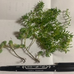 セダム　　カット苗🌱　多肉植物の寄せ植え、グランドカバーに❣️