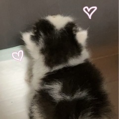 捨て猫の岡ちゃん