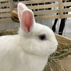 うさぎ（男の子・生後10か月・去勢済み）の里親さん募集しています