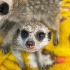 ミーアキャット2匹のみとなりました！！！ - ペット