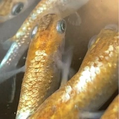 朱光菊めだか10匹　メダカ　めだか　睡蓮　スイレン　ビオトープの画像