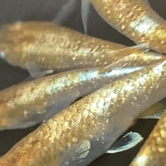 朱光菊めだか10匹　メダカ　めだか　睡蓮　スイレン　ビオトープの画像
