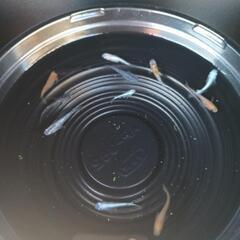 10/14めだか販売の画像