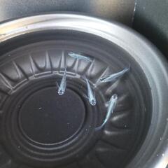 10/14めだか販売の画像