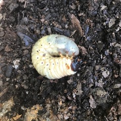 カブトムシ幼虫