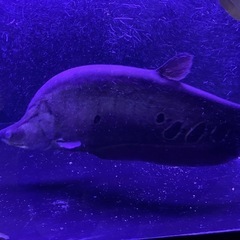 スポッテッドナイフフィッシュ 50cm±